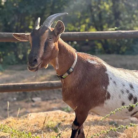 Quinta Da Rabaçosa - Séjour à la ferme *
