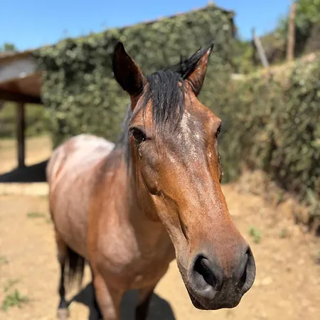 Quinta Da Rabacosa - *