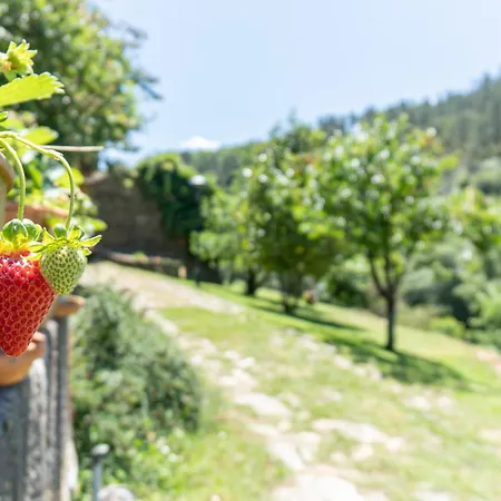 팜스테이 Quinta Da Rabacosa - Rural Retreat 카스트로다이레