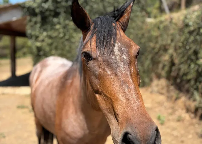 Quinta Da Rabaçosa - *